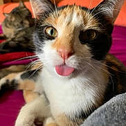 Tripp is registered to the contest to win money with this photo: cat, calico_cat, tabby_cat, tongue_out, close_up, pet, animal, bed, feline, whiskers, ears, fur, indoor, cute, playful, relaxed, domestic_cat, sleeping_cat, pink_nose, soft_fur