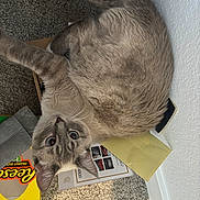 Momo joined the competition — help win amazing prizes! cat, box, carpet, curious, indoor, feline, pet, playing, wide_eyes, brown_fur, white_wall, envelope, cardboard, reese's_box, corner, floor, looking_up, animal, cute, domestic