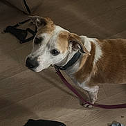 Ollie is registered to the contest to win money with this photo: dog, indoor, wooden_floor, leash, brown_and_white, curious, pet, flooring, cardboard_box, shoe, collar, domestic_animal, looking_up, canine, animal, household, floor, companion, standing, attention