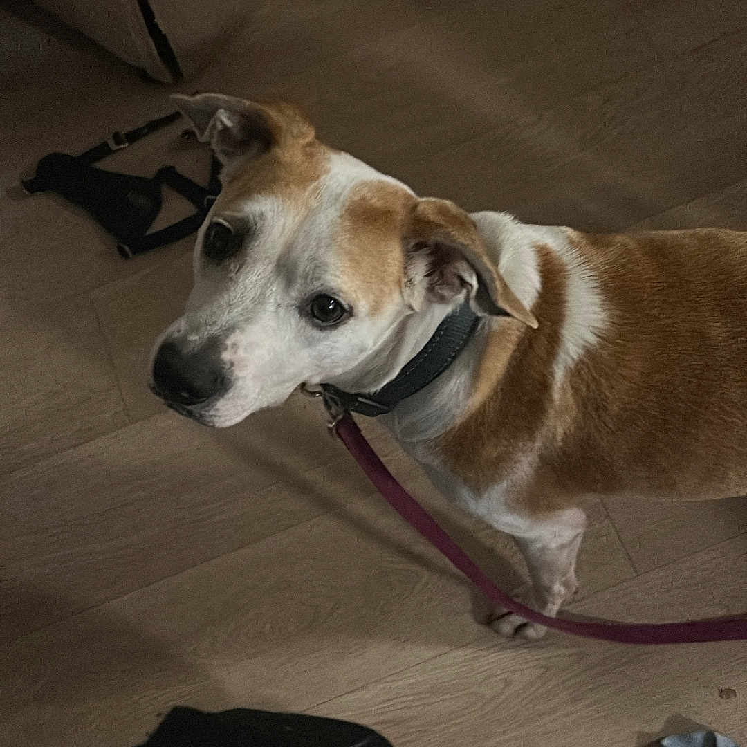 Ollie is registered to the contest to win money with this photo: dog, indoor, wooden_floor, leash, brown_and_white, curious, pet, flooring, cardboard_box, shoe, collar, domestic_animal, looking_up, canine, animal, household, floor, companion, standing, attention