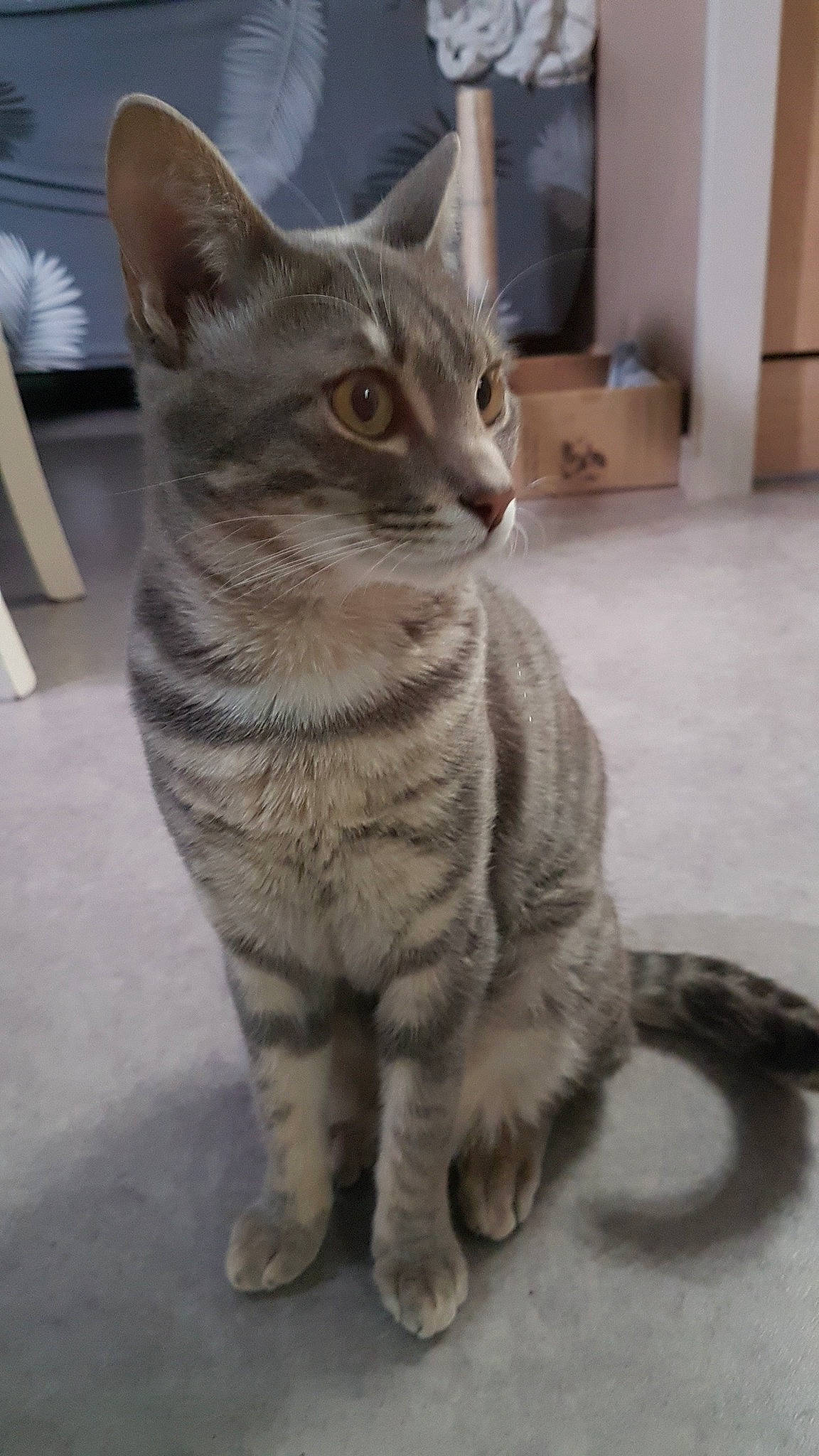 Smoky a rejoint le concours — aidez-le/la à gagner de superbes lots ! carnivore, cat, domestic_short_haired_cat, door, felidae, fur, paw, small_to_medium_sized_cats, snout, tail, terrestrial_animal, whiskers, window