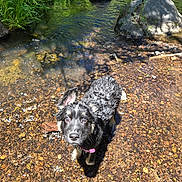 Juniper is registered to the contest to win money with this photo: puppy, dog, water, creek, rocks, pebbles, outdoor, nature, sunlight, greenery, wet, curious, animal, shallow_water, summer, playful, collar, small_dog, canine, daylight