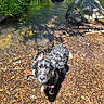 puppy, dog, water, creek, rocks, pebbles, outdoor, nature, sunlight, greenery, wet, curious, animal, shallow_water, summer, playful, collar, small_dog, canine, daylight