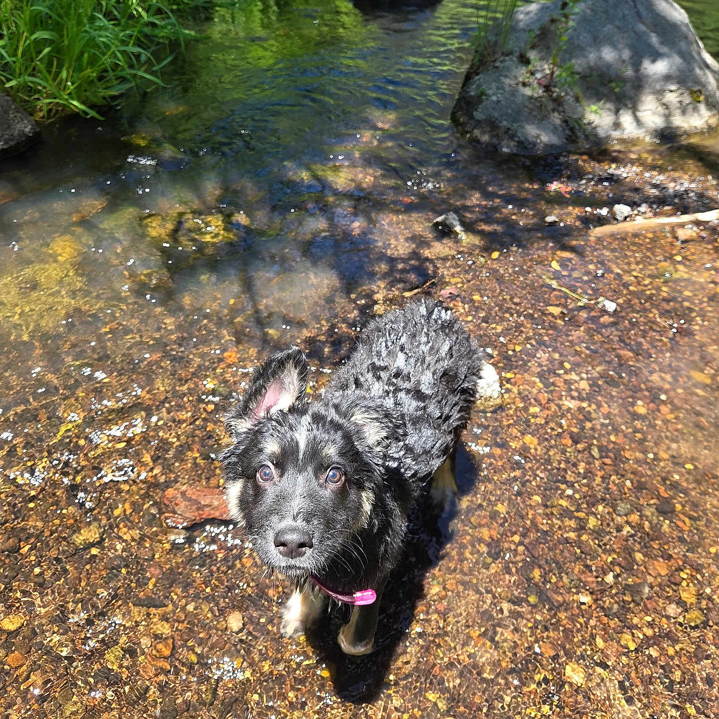 Juniper
