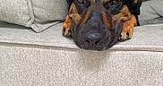 Chase joined the competition — help win amazing prizes! animal, black, blanket, brown, comfort, couch, cozy, dog, ears, fur, furniture, home, indoor, living_room, pet, pillow, relaxed, resting, sleepy, snout