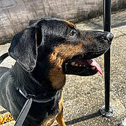 Chase is registered to the contest to win money with this photo: dog, animal, pet, leash, collar, outdoor, sunlight, tongue, black, brown, sitting, side_view, happy, canine, pavement, shadow, metal_pole, close_up, daylight, fur