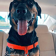 Chase is registered to the contest to win money with this photo: animal, black_and_tan, canine, car_interior, daytime, dog, dog_face, happy, leash, orange_harness, pet, portrait, seat, snapshot, social_media_story, text_overlay, tongue_out, transportation, vehicle, window