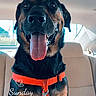 animal, black_and_tan, canine, car_interior, daytime, dog, dog_face, happy, leash, orange_harness, pet, portrait, seat, snapshot, social_media_story, text_overlay, tongue_out, transportation, vehicle, window