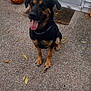 Chase is registered to the contest to win money with this photo: dog, black_dog, tan_dog, sitting, pumpkin, carved_pumpkin, door, doormat, concrete, outdoor, fall, autumn_leaves, pet, animal, tongue_out, happy, front_porch, house, sidewalk, festive