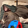 Arya participe au concours pour gagner de l'argent avec cette photo : dog, pet, toy, ball, bed, blanket, indoor, relaxed, resting, snout, ears, grey, white, playful, canine, fur, closeup, sleepy, comfort, animal