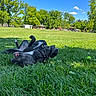 dog, black_dog, grass, park, sunny_day, blue_sky, trees, playful, outdoor, canine, happy, nature, pet, leisure, animal, summer, greenery, daytime, resting, play