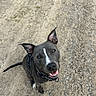 dog, black_dog, pet, animal, outdoor, dirt_path, gravel, happy, ears_up, smiling, collar, sitting, looking_up, canine, friendly, daylight, close_up, muzzle, tail, nature