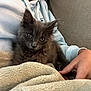 Poppy is registered to the contest to win money with this photo: kitten, cat, gray_fur, fluffy, blanket, cozy, person, hand, hoodie, indoor, comfort, pet, animal, resting, soft_texture, warm, cuddle, relaxation, feline, closeup
