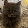 Poppy is registered to the contest to win money with this photo: kitten, cat, gray_fur, fluffy, pet, indoor, blanket, cozy, close_up, portrait, animal, whiskers, cute, young, feline, soft_lighting, home, resting, curious, furry