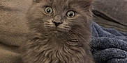 Poppy joined the competition — help win amazing prizes! kitten, gray_fur, fluffy, cat, pet, indoor, couch, blanket, curious, young, feline, whiskers, ears, eyes, fur, cute, animal, domestic, soft, sitting