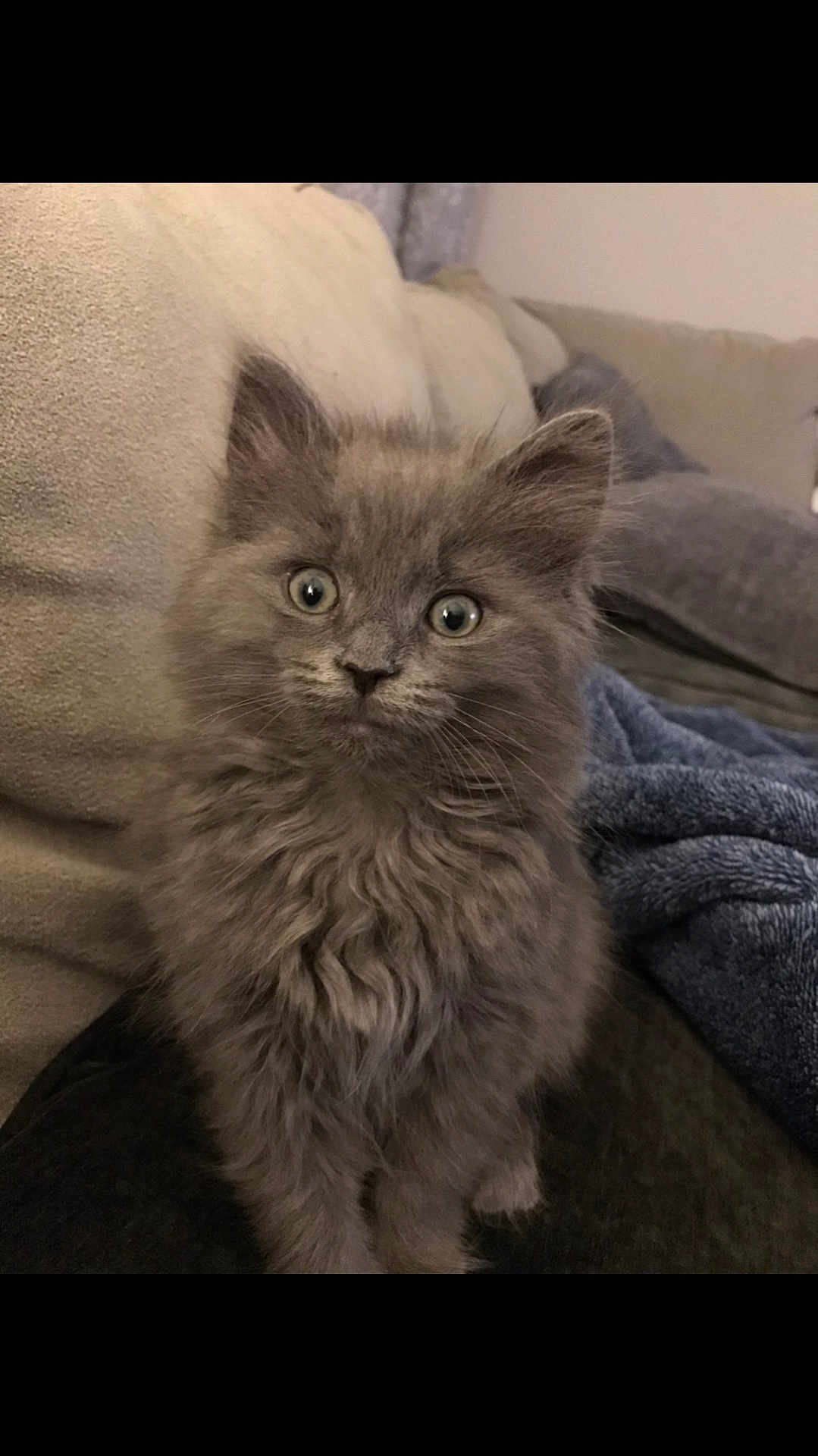 Poppy joined the competition — help win amazing prizes! kitten, gray_fur, fluffy, cat, pet, indoor, couch, blanket, curious, young, feline, whiskers, ears, eyes, fur, cute, animal, domestic, soft, sitting