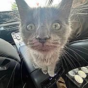 Poppy joined the competition — help win amazing prizes! kitten, cat, close_up, car_interior, console, gray_fur, wide_eyes, whiskers, curious, pet, animal, seat, footwear, dashboard, bottle, window, daylight, indoor, vehicle, black_leather