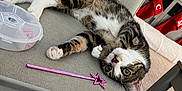 Nyla is registered to the contest to win money with this photo: cat, tabby_cat, pet, indoor, couch, furniture, toy, pink_wand, christmas, stockings, decorations, holiday, cozy, relaxed, cute, playful, animal, fur, whiskers, eyes