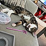 cat, tabby_cat, pet, indoor, couch, furniture, toy, pink_wand, christmas, stockings, decorations, holiday, cozy, relaxed, cute, playful, animal, fur, whiskers, eyes