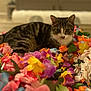 tabby_cat, cat, artificial_flowers, colorful, flower_arrangement, wooden_table, indoor, blurred_background, pet, animal, feline, closeup, laying_down, curious, domestic_cat, striped, soft_light, home_interior, tabletop, nature_imitation