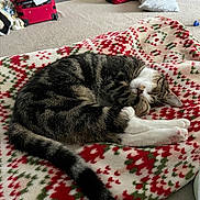Nyla joined the competition — help win amazing prizes! cat, tabby_cat, sleeping, curled_up, blanket, patterned_blanket, indoor, carpet, red_suitcase, luggage, resting, pet, feline, cozy, cute, animal, domestic_cat, paw, tail, relaxed