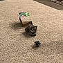 Willow is registered to the contest to win money with this photo: kitten, cat, carpet, toy, box, indoor, furniture, pet, small, gray, curious, fuzzy, animal, playful, floor, cozy, domestic, cute, young, household