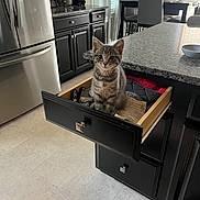 Willow joined the competition — help win amazing prizes! kitten, cat, drawer, kitchen, gray_tabby, curious, pet, indoor, cabinets, appliances, floor_tiles, countertop, table, chairs, window, curtains, bowl, home, furniture, domestic