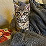 Willow is registered to the contest to win money with this photo: kitten, cat, gray_tabby, pet, indoor, couch, blanket, pillow, cozy, feline, fur, cute, small, young, animal, whiskers, ears, sitting, curious, domestic