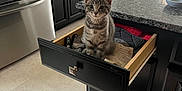 Willow is registered to the contest to win money with this photo: kitten, cat, drawer, kitchen, gray_tabby, curious, pet, indoor, cabinets, appliances, floor_tiles, countertop, table, chairs, window, curtains, bowl, home, furniture, domestic