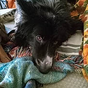 Draco joined the competition — help win amazing prizes! dog, black_dog, white_markings, fluffy, laying_down, blanket, woven_blanket, cozy, indoor, pet, animal, resting, close_up, fur, home, comfort, looking, face, ears, soft
