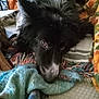 dog, black_dog, white_markings, fluffy, laying_down, blanket, woven_blanket, cozy, indoor, pet, animal, resting, close_up, fur, home, comfort, looking, face, ears, soft