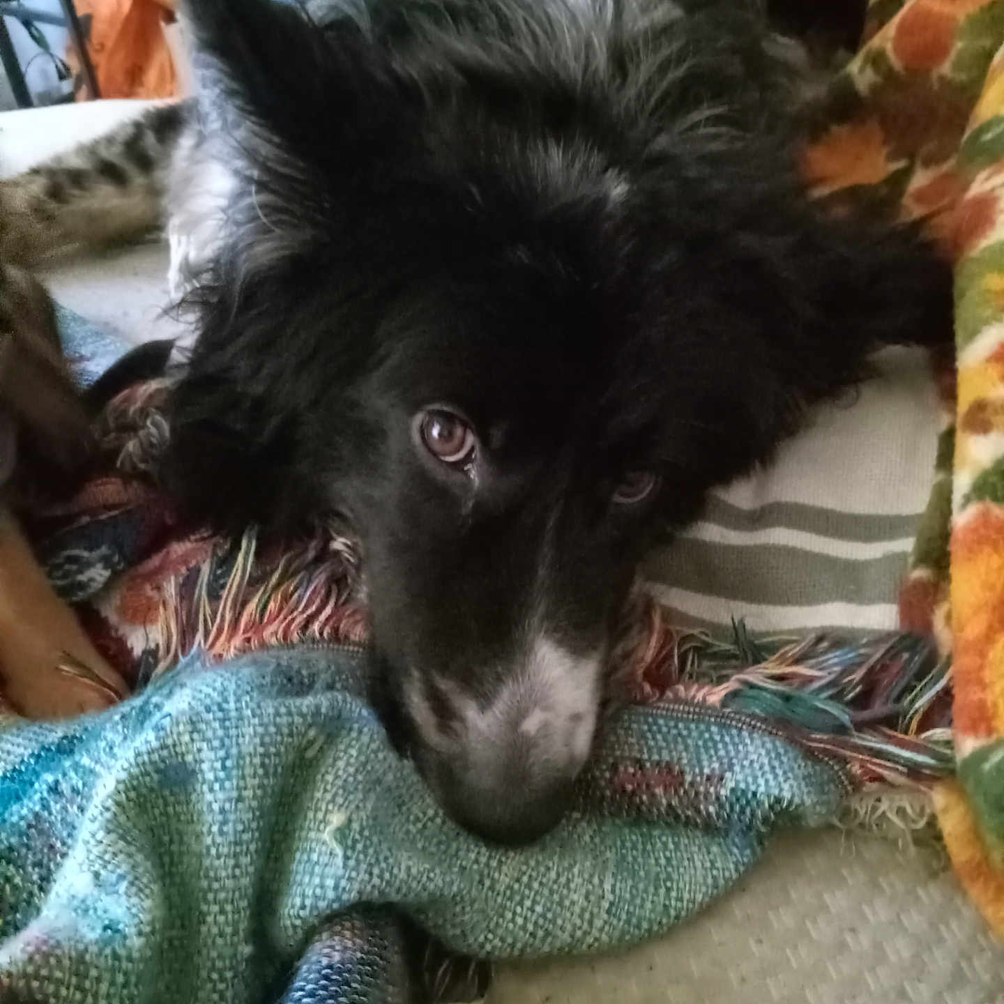 Draco