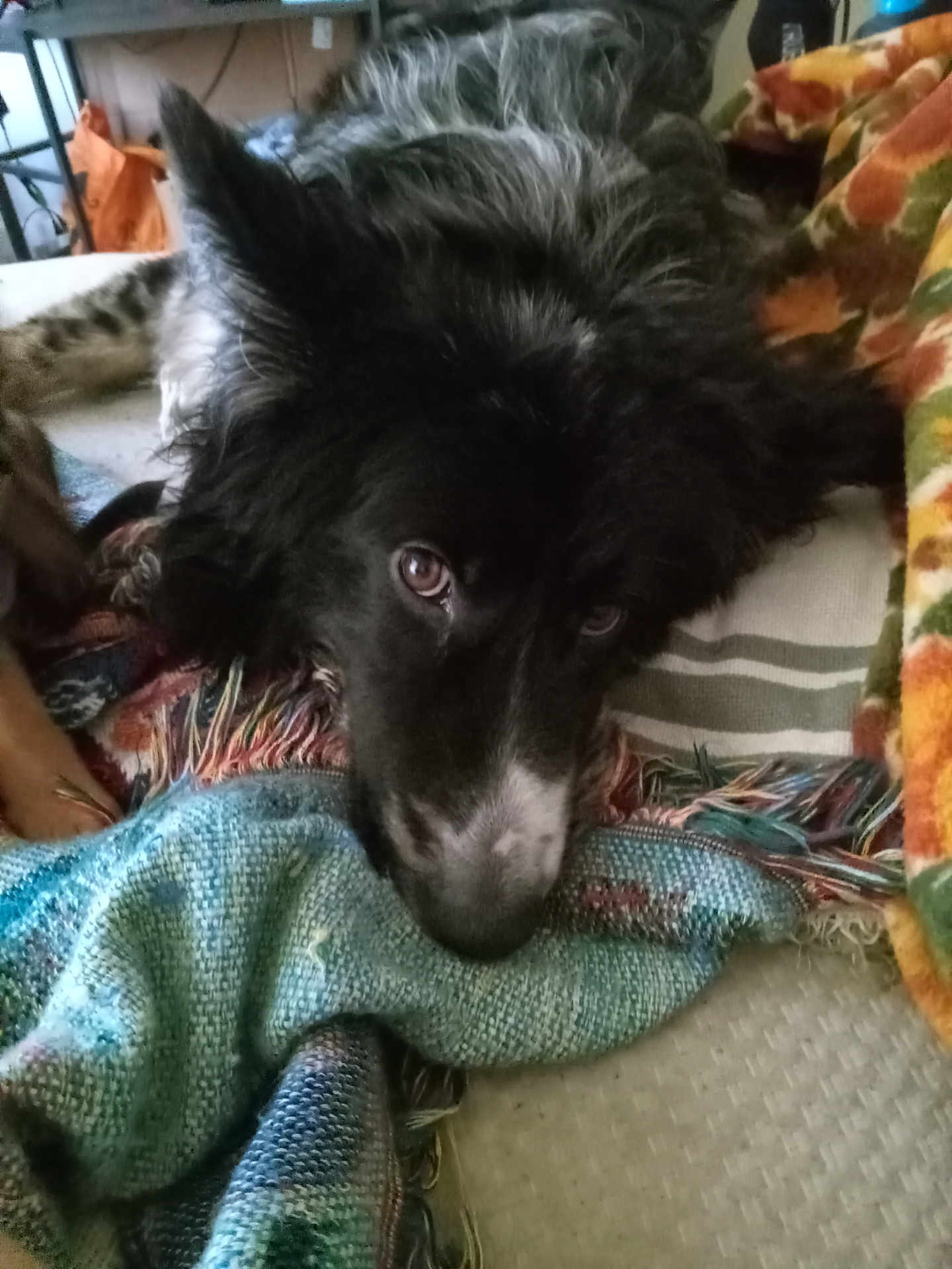 Draco