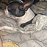 Shelby is registered to the contest to win money with this photo: boston_terrier, dog, blanket, bed, bedding, fur, pet, animal, cozy, indoor, resting, snug, curious, fur_pattern, ear, paw, sleepy, comfort, domestic, portrait