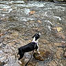 Shelby joined the competition — help win amazing prizes! dog, water, stream, rock, leash, outdoor, nature, river, animal, black_and_white, pet, curious, canine, flowing_water, wet, daylight, forest, adventure, playful, leashed