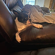 Shelby is registered to the contest to win money with this photo: dog, boston_terrier, leather_chair, blanket, indoor, pet, resting, cozy, brown, black, white, furniture, window, door, calm, cute, animal, paw, relaxing, side_view