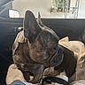 dog, french_bulldog, pet, animal, car_interior, blanket, window, side_mirror, collar, seated, curious, brown, fur, ears, snout, leash, daylight, reflection, indoor, cozy