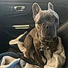 dog, french_bulldog, pet, car_interior, blanket, leash, seat, window, door_handle, fur, ears, face, sitting, looking, cute, animal, companion, cozy, indoor, closeup