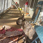 Gizmo is registered to the contest to win money with this photo: dog, brindle, porch, wooden_floor, sunlight, shadow, chair, mat, flower_pot, hanging_plant, water_bowl, house_wall, window, folding_chair, outdoor, pet, animal, daylight, relaxing, home