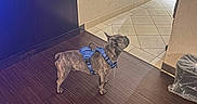Gizmo is registered to the contest to win money with this photo: dog, brindle, harness, indoor, floor, tile, mirror, hallway, pet, canine, home, wood_floor, blue, standing, alert, wall, door, shadow, animal, domestic