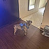 dog, brindle, harness, indoor, floor, tile, mirror, hallway, pet, canine, home, wood_floor, blue, standing, alert, wall, door, shadow, animal, domestic