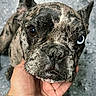 animal, blue_eye, bracelet, brindle, brown_eye, canine, close_up, cute, dog, ears, friendly, fur, gray_background, hand, heterochromia, outdoor, pet, portrait, snout, tattoo
