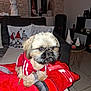 dog, puppy, red_hoodie, blanket, living_room, couch, holiday_decor, gnome_pillows, indoor, pet, small_dog, fur, cute, cozy, table, decorations, floor_tiles, furniture, window, soft_lighting
