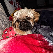 Ullan participe au concours pour gagner de l'argent avec cette photo : dog, pet, indoors, blanket, couch, pillow, fur, cute, cozy, red, brown, small_dog, portrait, looking_away, festive, home, comfort, animal, fluffy, relaxing