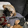 Ullan participe au concours pour gagner de l'argent avec cette photo : dog, pet, clothing, striped_shirt, denim_shorts, fur, couch, blanket, pillow, indoor, cute, small_dog, fluffy, relaxed, animal, companion, home, furniture, casual, cozy