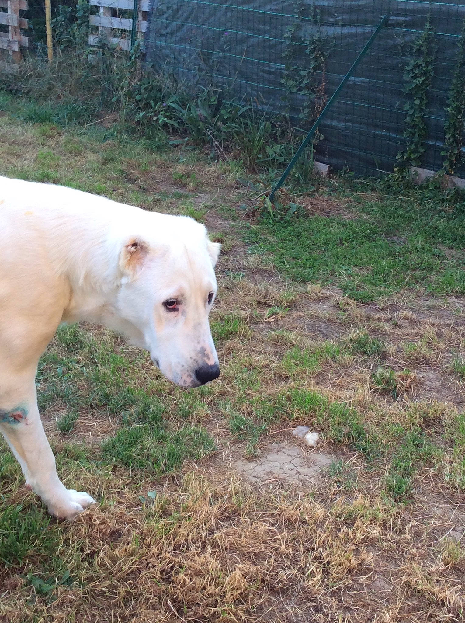 Yuteck participe au concours pour gagner de l'argent avec cette photo : canidae, carnivore, companion_dog, dog, dog_breed, dogo_guatemalteco, fawn, fence, grass, home_fencing, labrador_retriever, mesh, plant, snout, sporting_group, tail, terrestrial_animal, wire_fencing, working_animal, working_dog