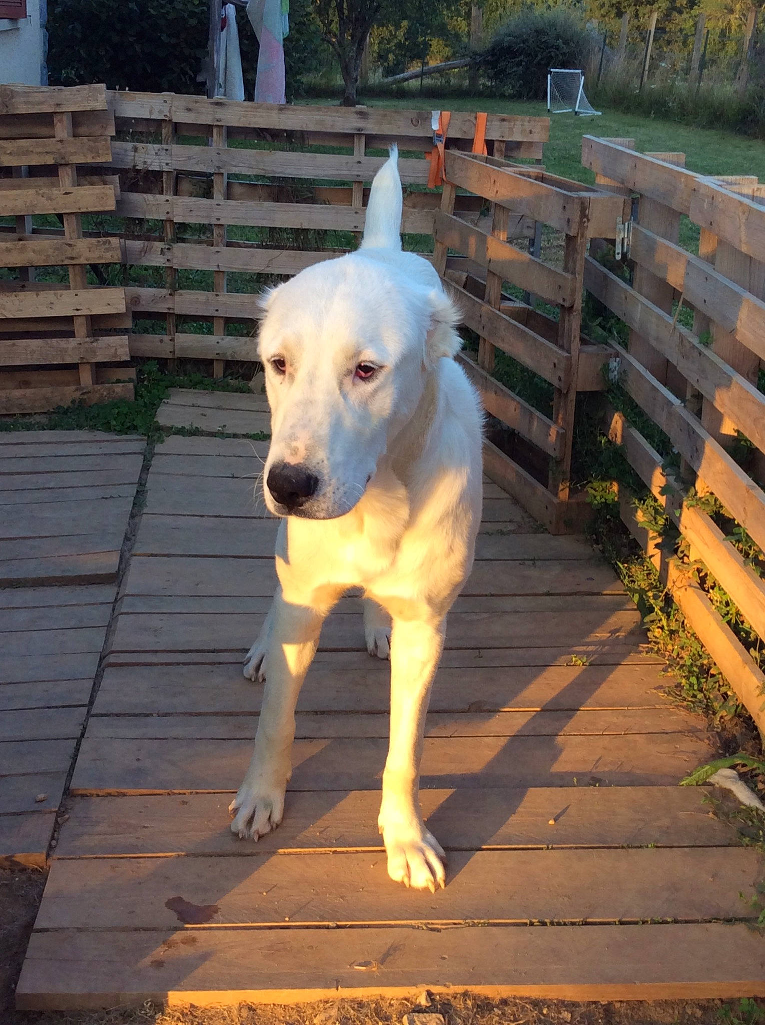 Yuteck a rejoint le concours — aidez-le/la à gagner de superbes lots ! carnivore, collar, companion_dog, dog, dog_breed, dog_collar, dog_supply, dogo_guatemalteco, fawn, fence, grass, home_fencing, plant, snout, sporting_group, tail, terrestrial_animal, whiskers, wood, working_animal