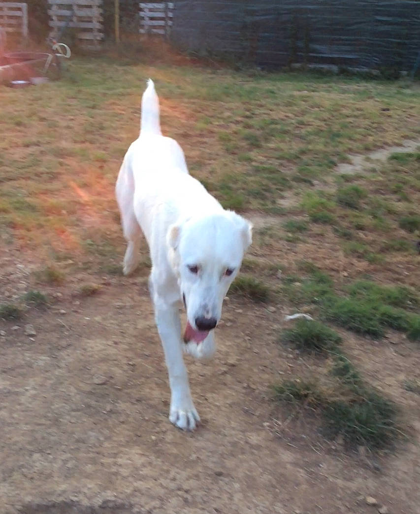 Yuteck a rejoint le concours — aidez-le/la à gagner de superbes lots ! carnivore, companion_dog, dog, dog_breed, dogo_guatemalteco, grass, non_sporting_group, plant, sporting_group, tail, terrestrial_animal, working_animal