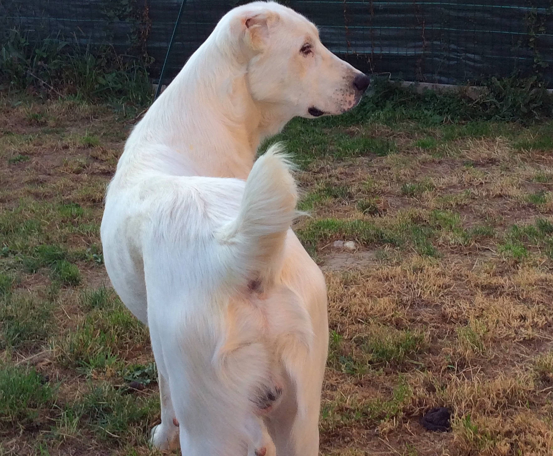 Yuteck participe au concours pour gagner de l'argent avec cette photo : canidae, carnivore, collar, companion_dog, dog, dog_breed, fawn, grass, grassland, gun_dog, hunting_dog, labrador_retriever, non_sporting_group, pasture, sporting_group, tail, terrestrial_animal, whiskers, wildlife, working_animal