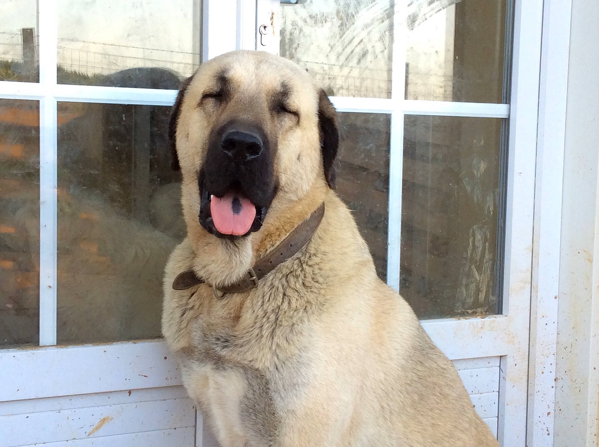 Odin participe au concours pour gagner de l'argent avec cette photo : ancient_dog_breeds, canidae, carnivore, companion_dog, dog, dog_breed, fang, fawn, fence, fur, jaw, snout, sporting_group, terrestrial_animal, whiskers, wildlife, working_animal, working_dog
